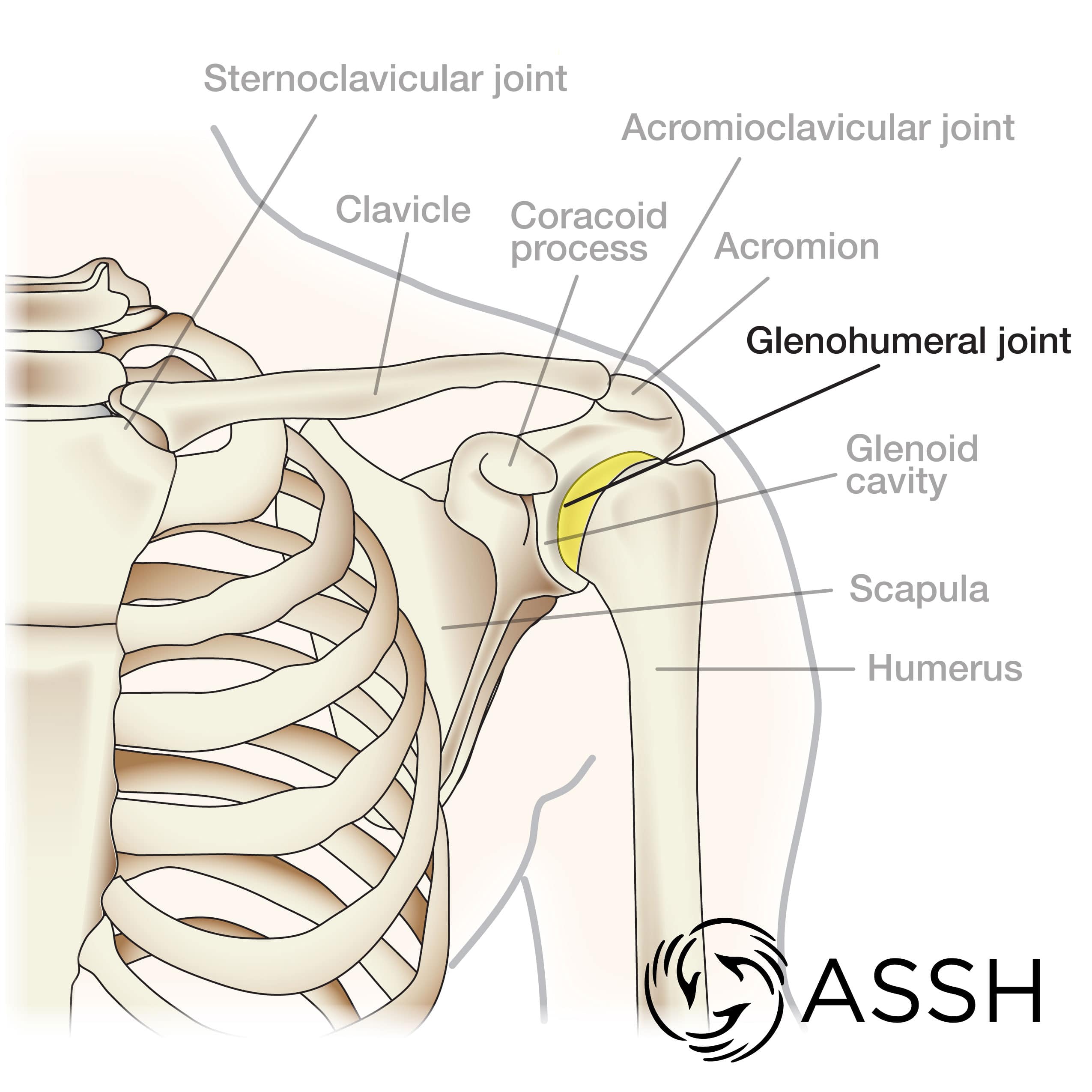 carpometacarpal joint anatomy