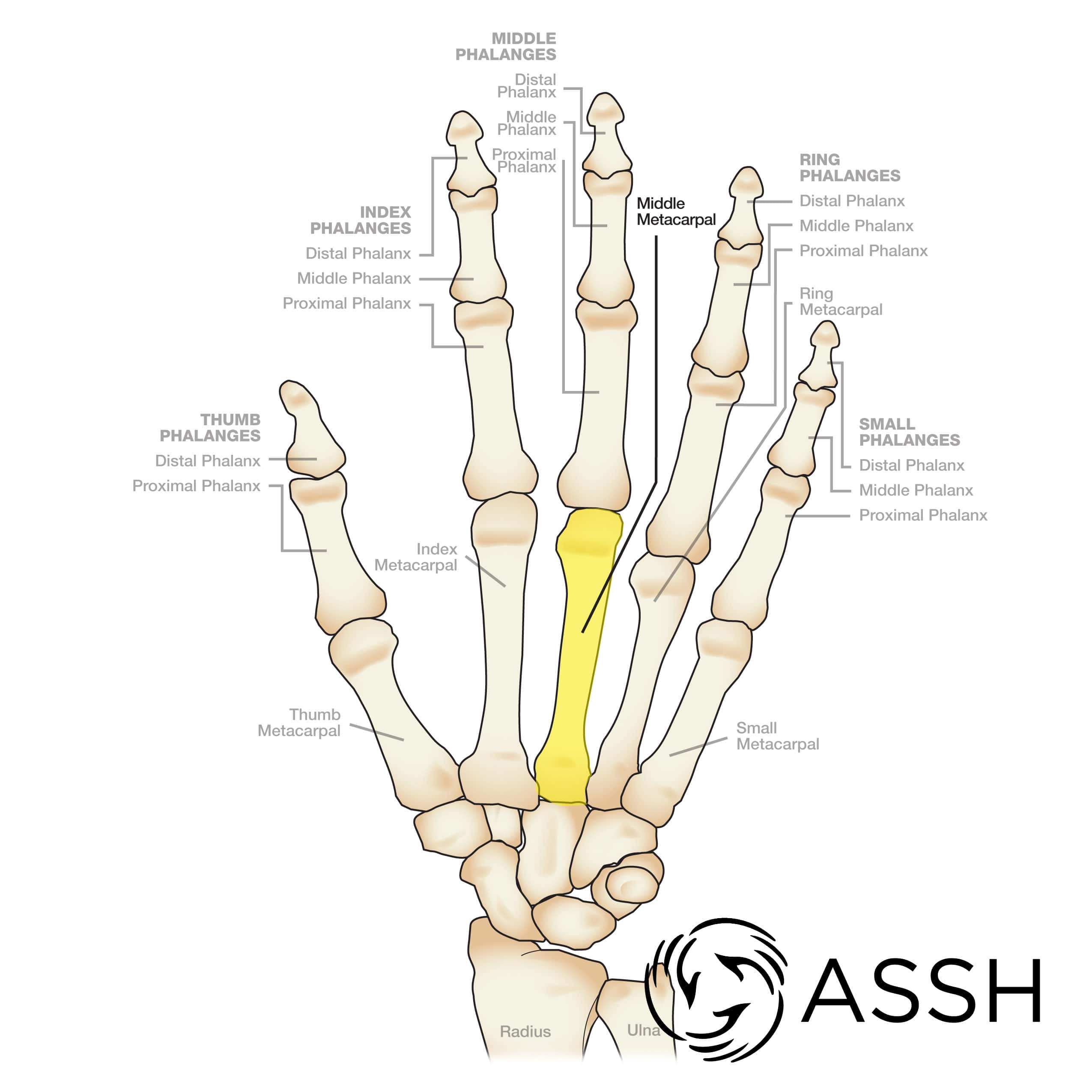 hand and arm bones