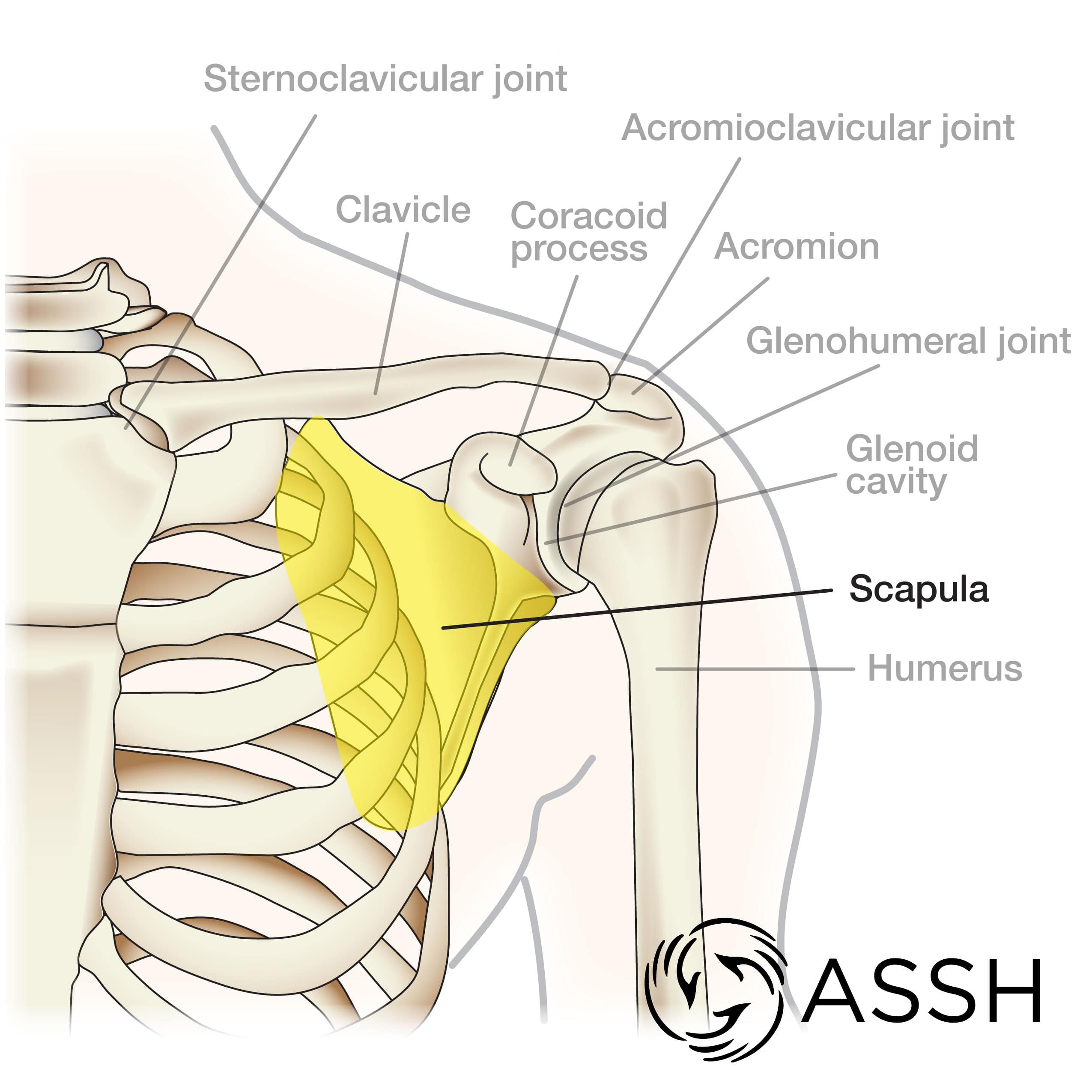 Pectoral (Shoulder) Girdle: Names of Bones, Functions, & Diagram