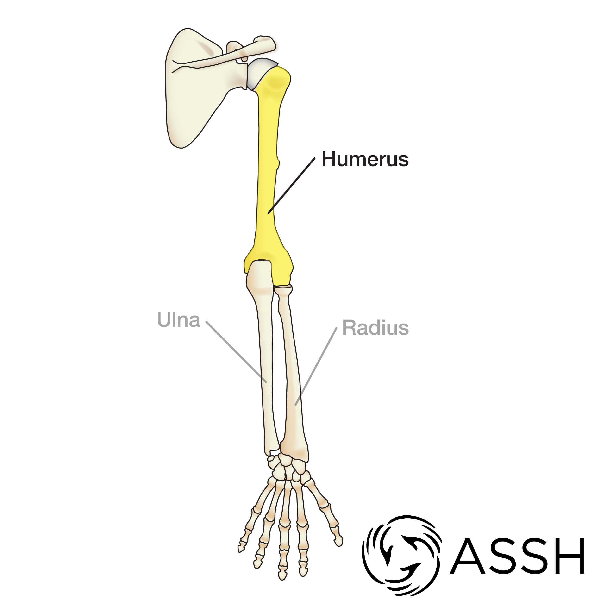 Difference Between Femur and Humerus  Compare the Difference Between  Similar Terms