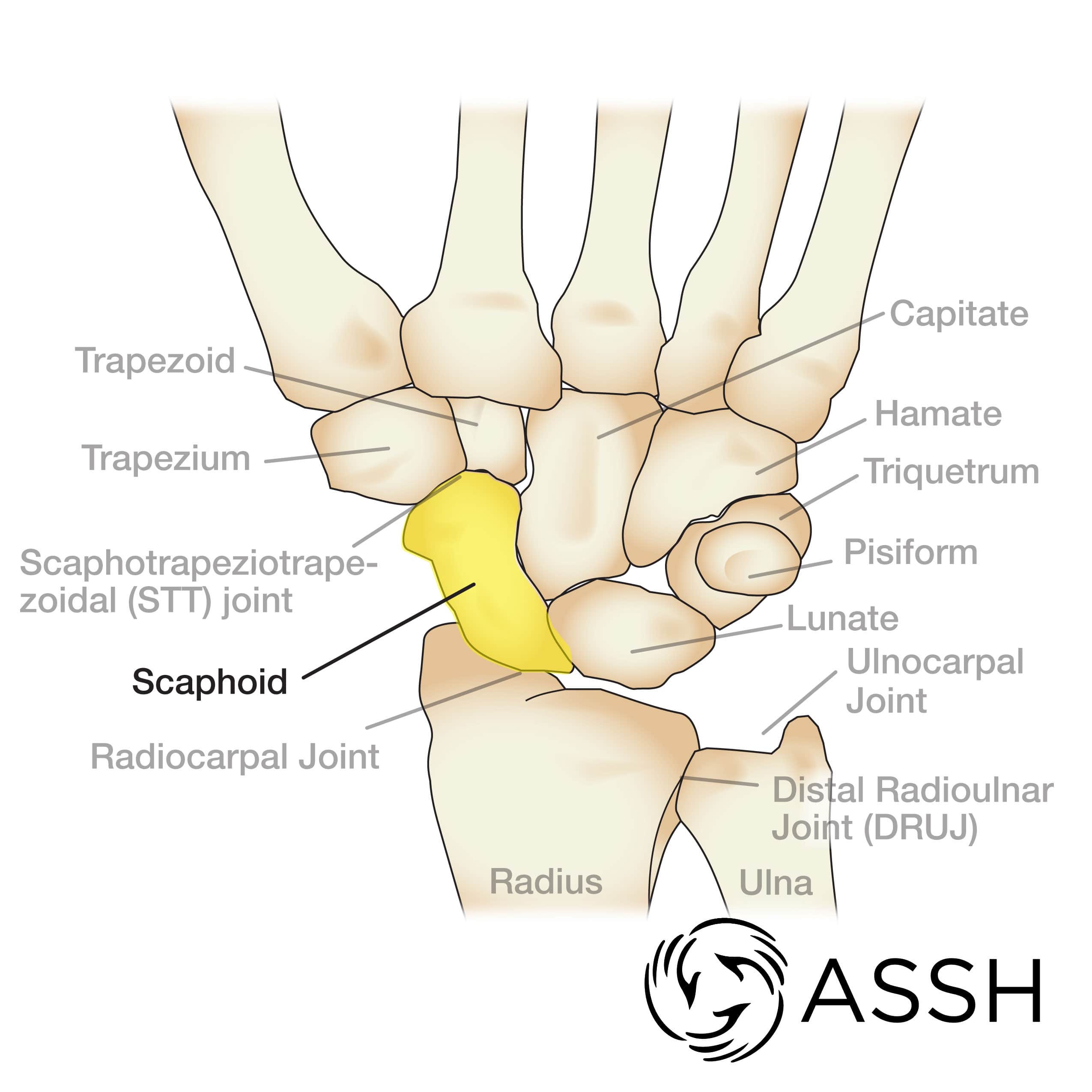 Arm bones store names