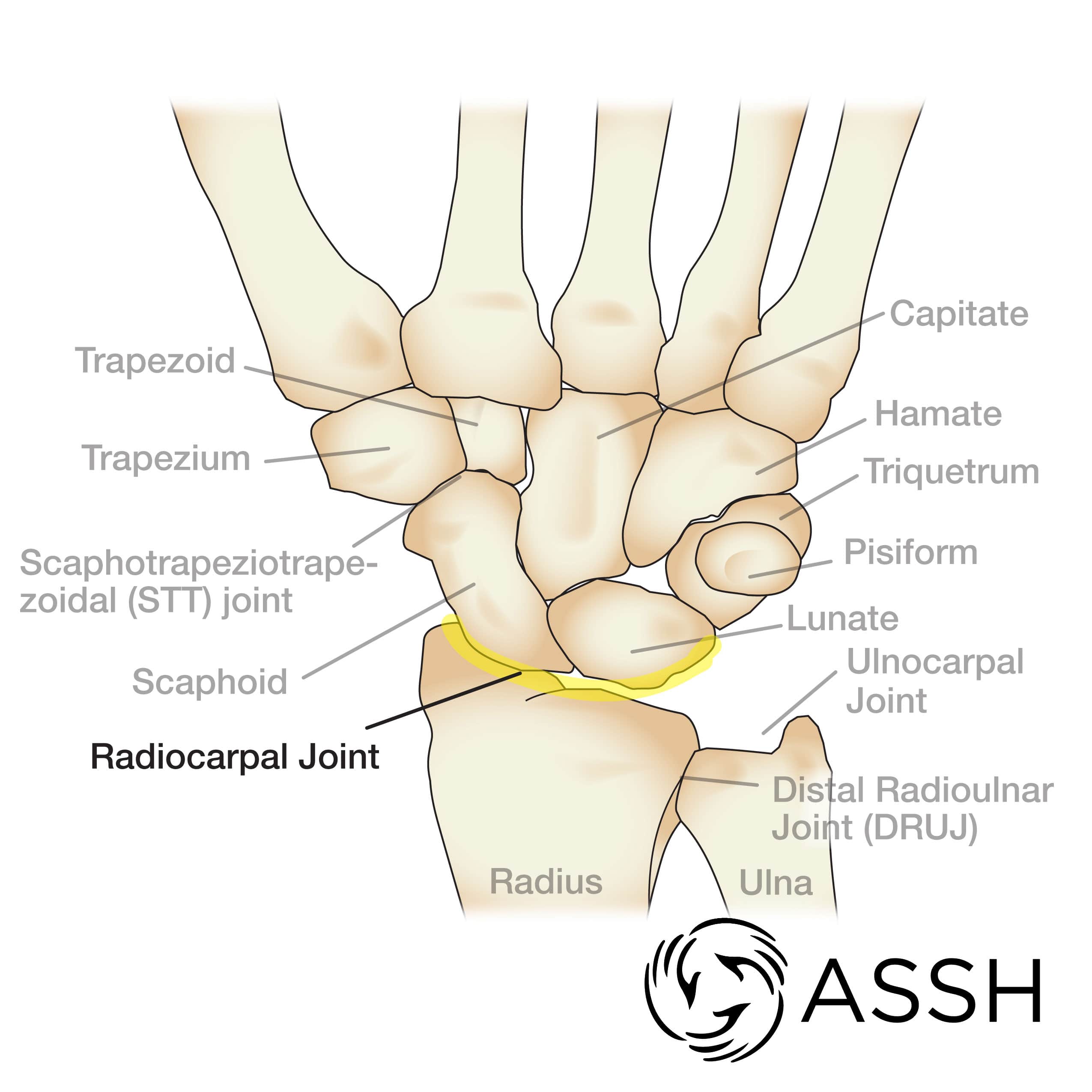 Healthy Street - FUNCTIONAL POSITIONS OF HAND A. In the power grip, when  grasping an object, the metacarpophalangeal (MP) and interphalangeal (IP)  joints are flexed, but the radiocarpal and midcarpal joints are