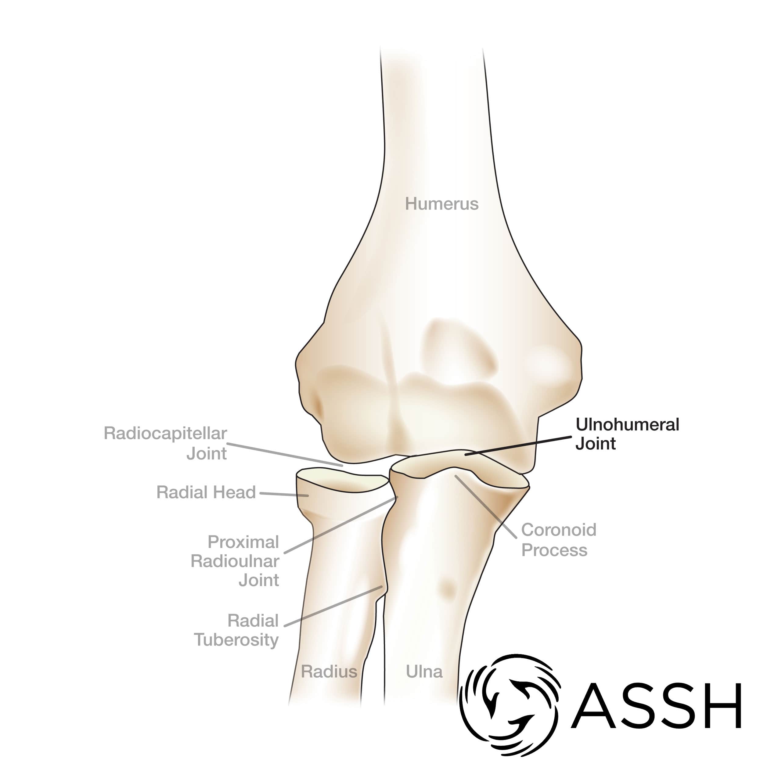 Body Anatomy Upper Extremity Joints The Hand Society