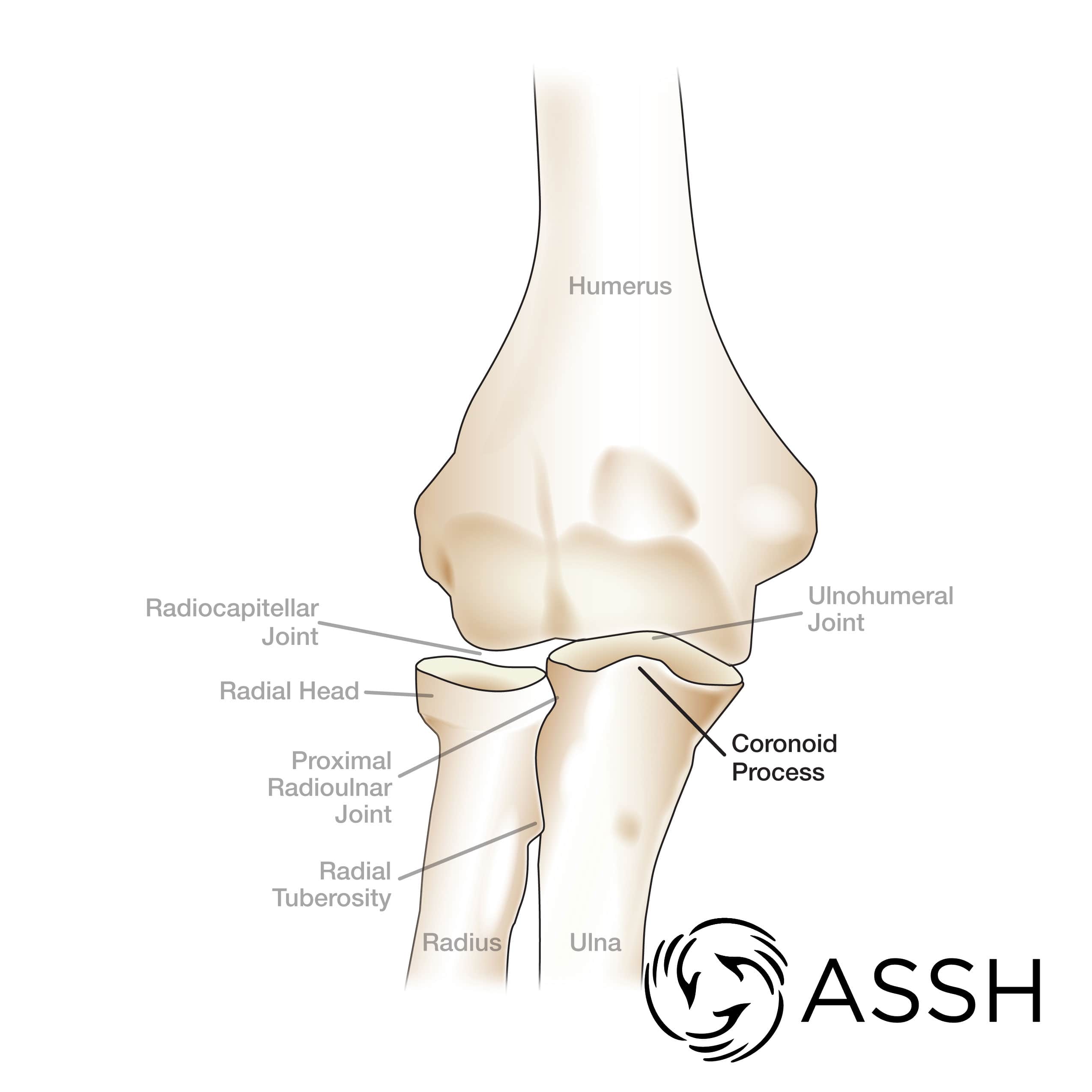 The shoulder blade or scapula is one of two bones that make up the