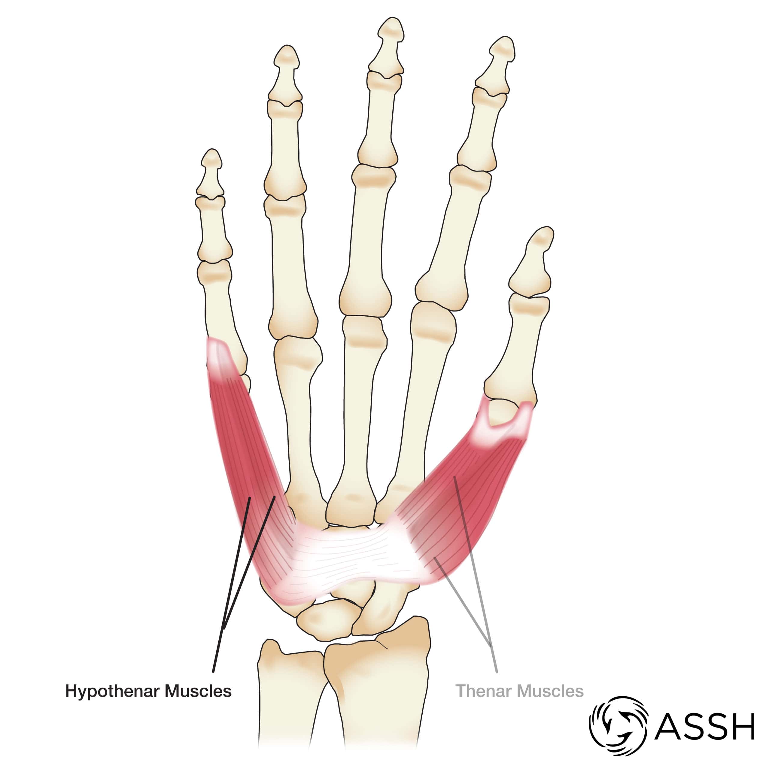 muscles of the hand and wrist