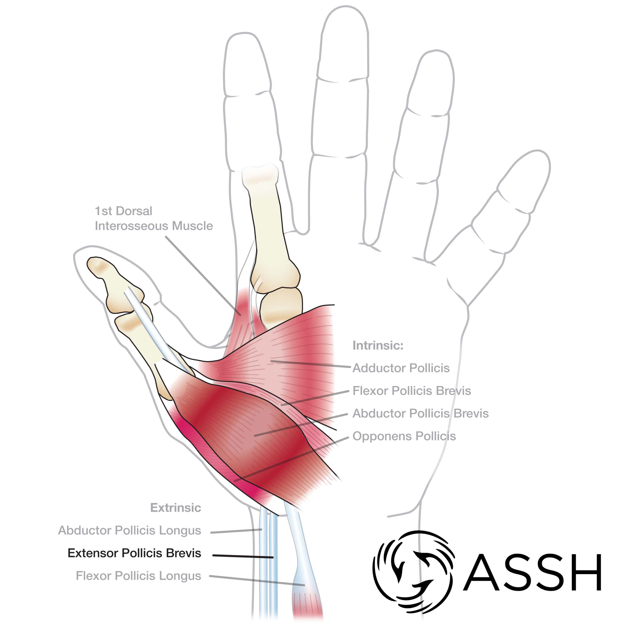 Body Anatomy: Upper Extremity Muscles | The Hand Society