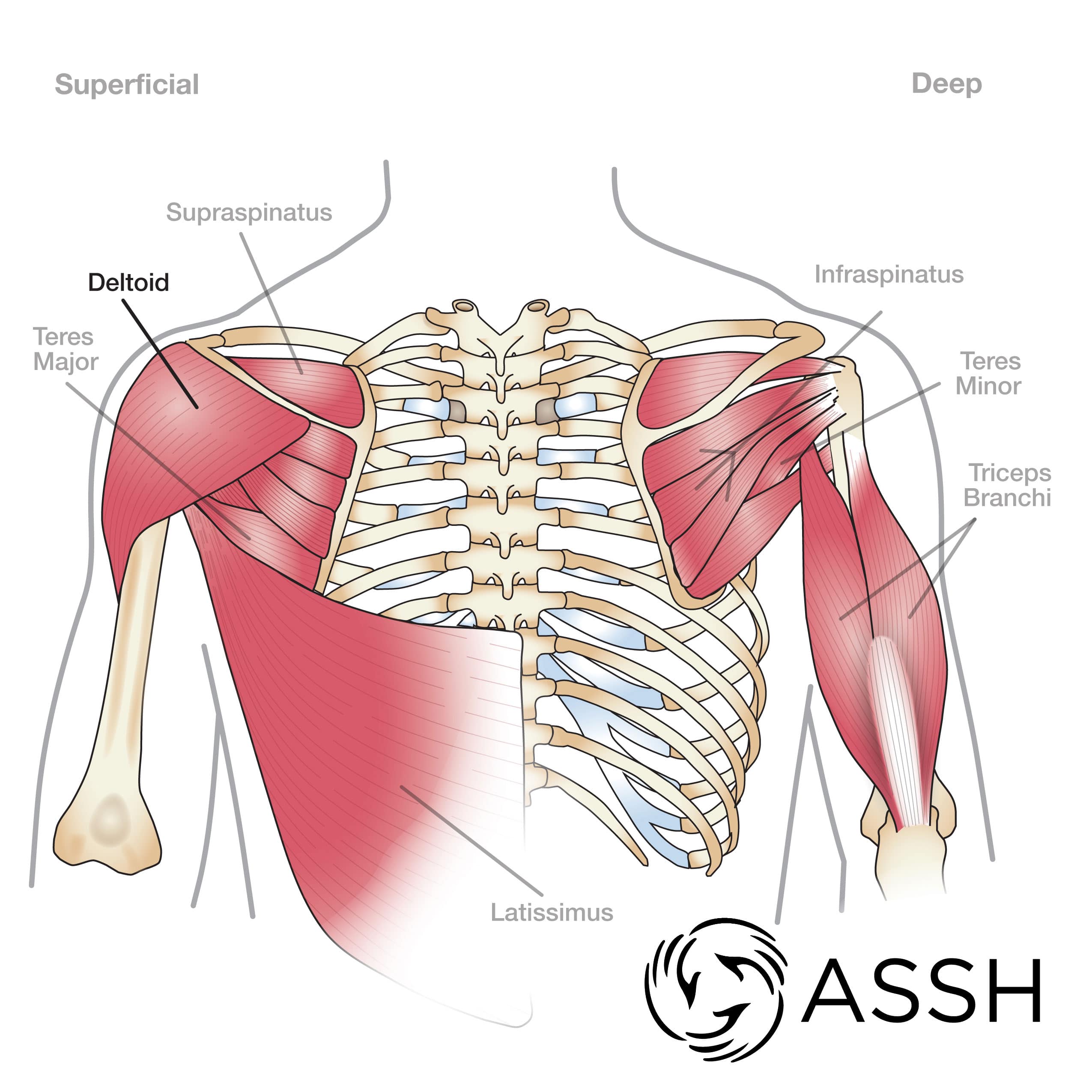 arm bones and muscles diagram