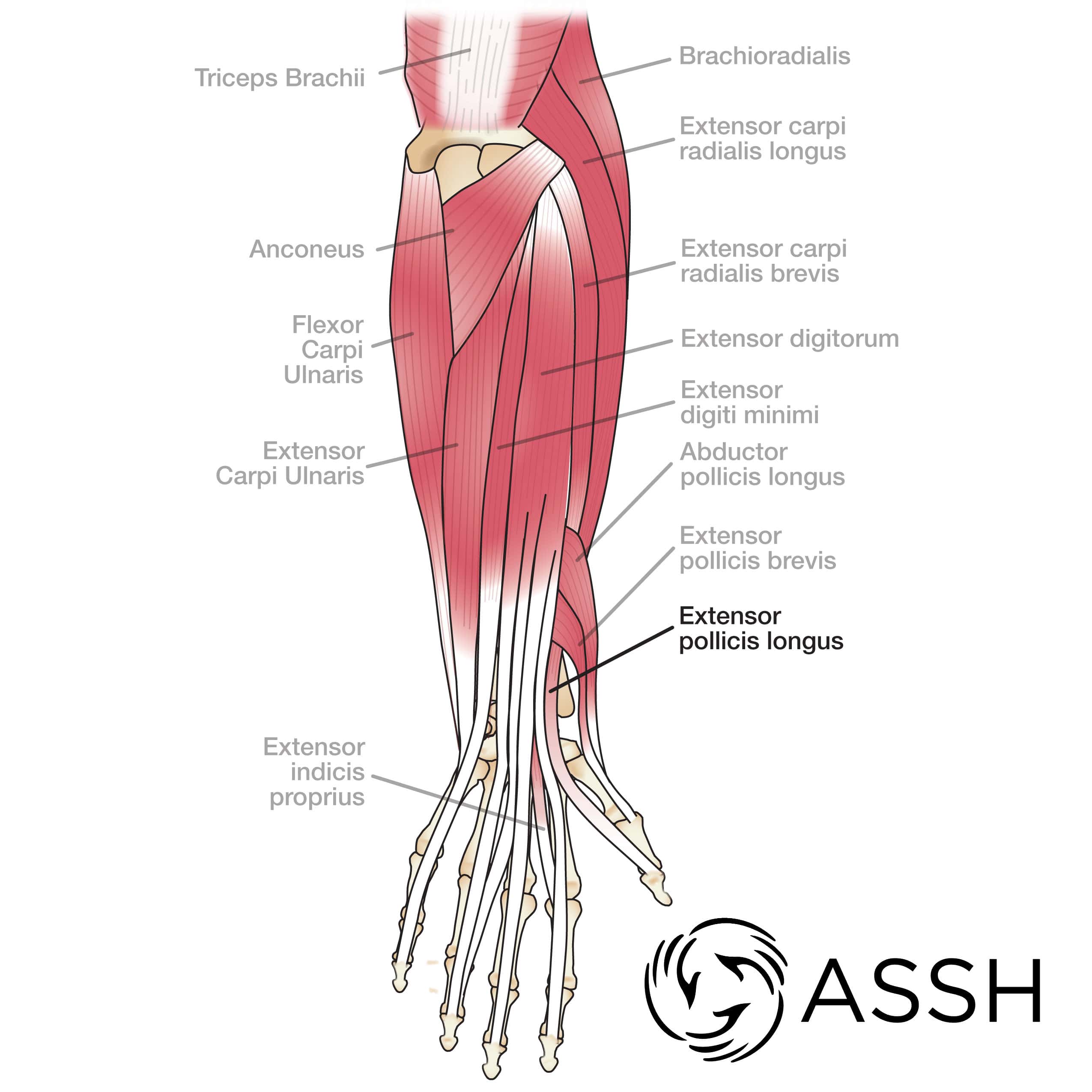 human hand muscles