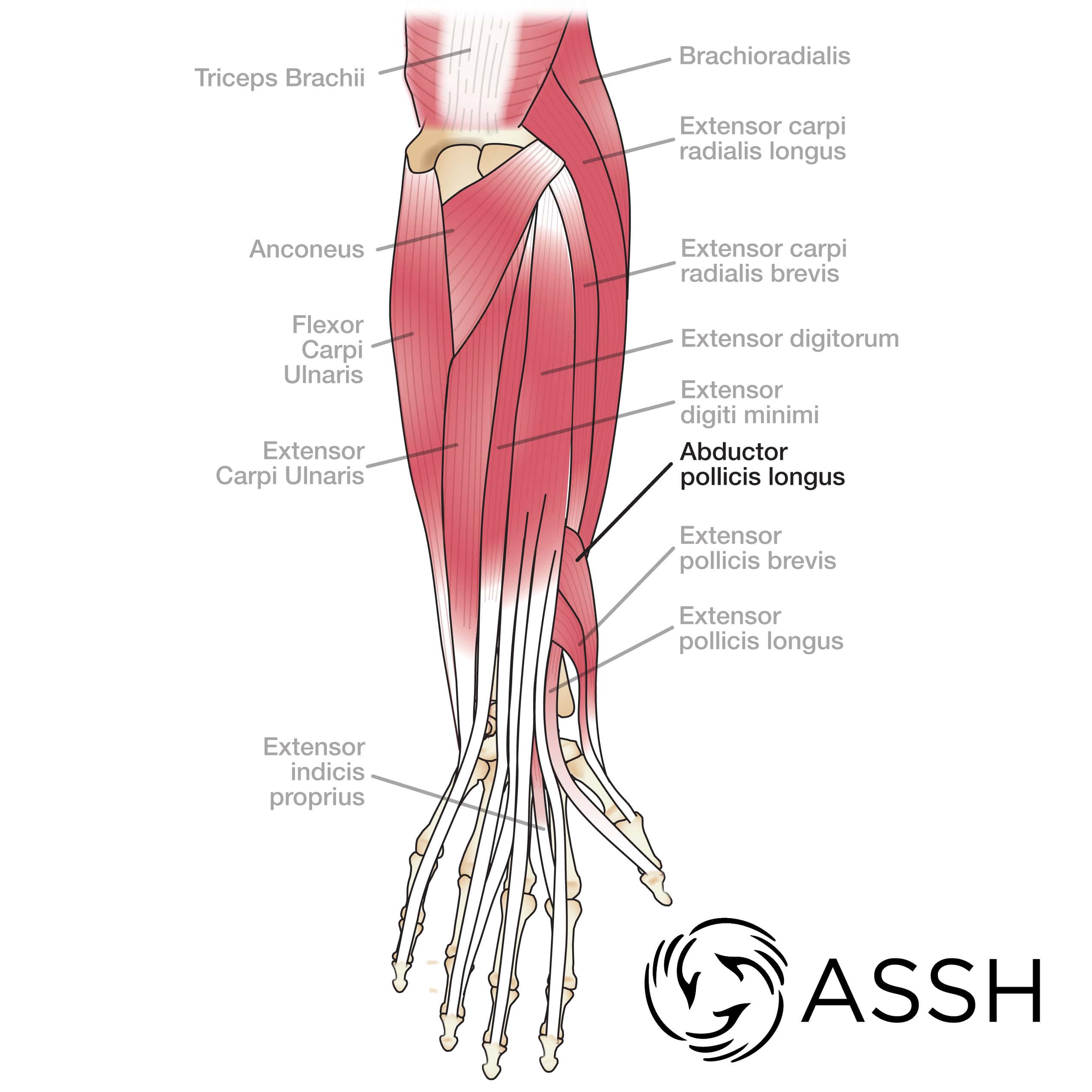 Body Anatomy Upper Extremity Tendons The Hand Society 1580