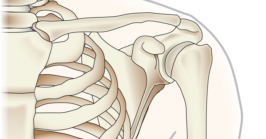 Skeleton of the Arm with Shoulder Girdle