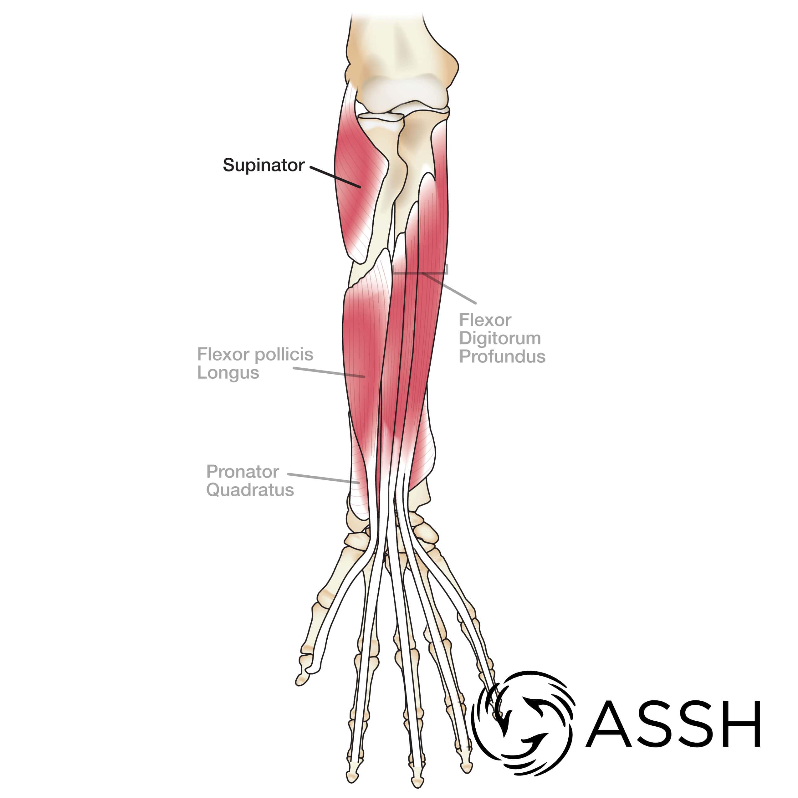 wrist flexor tendons