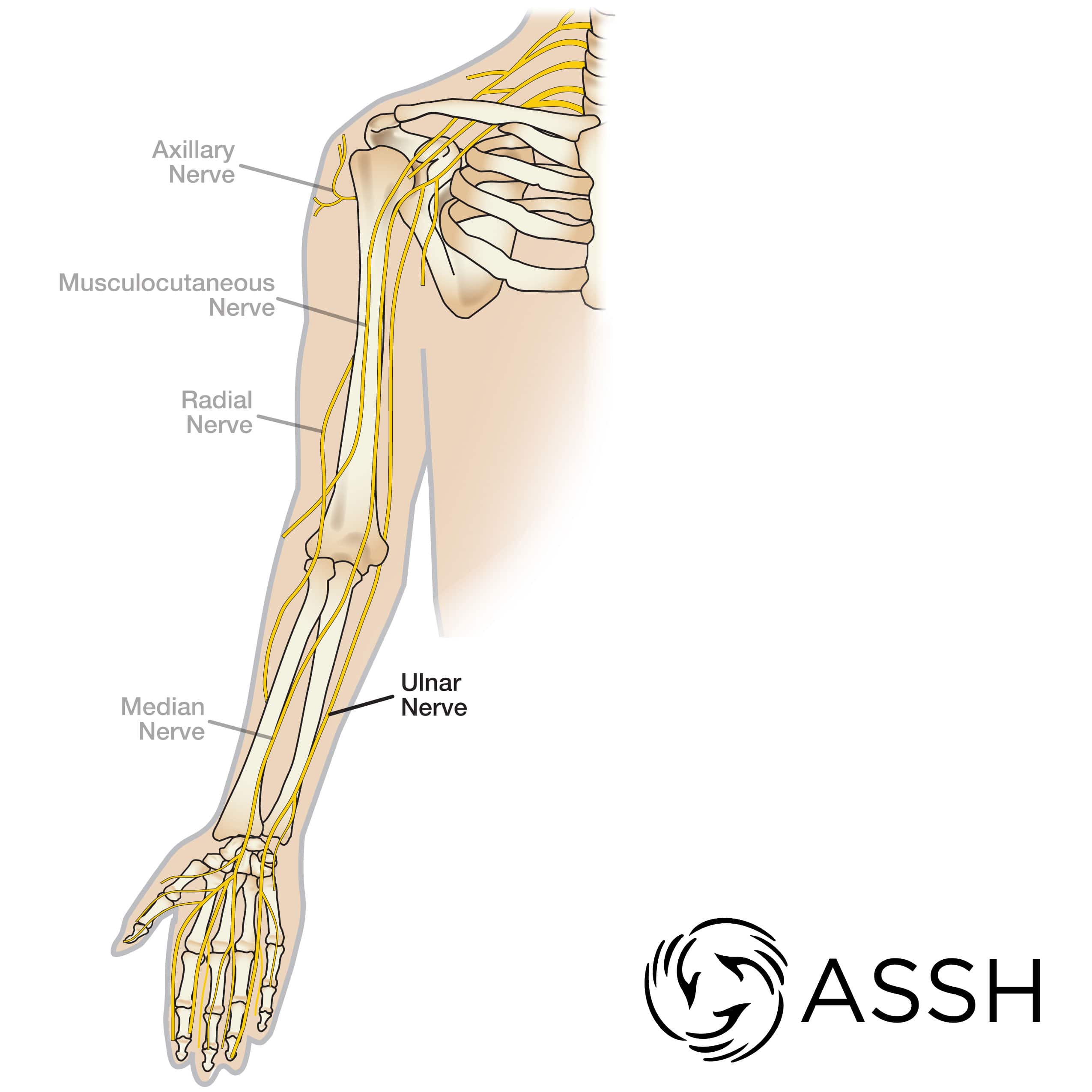 ulnar nerve muscles