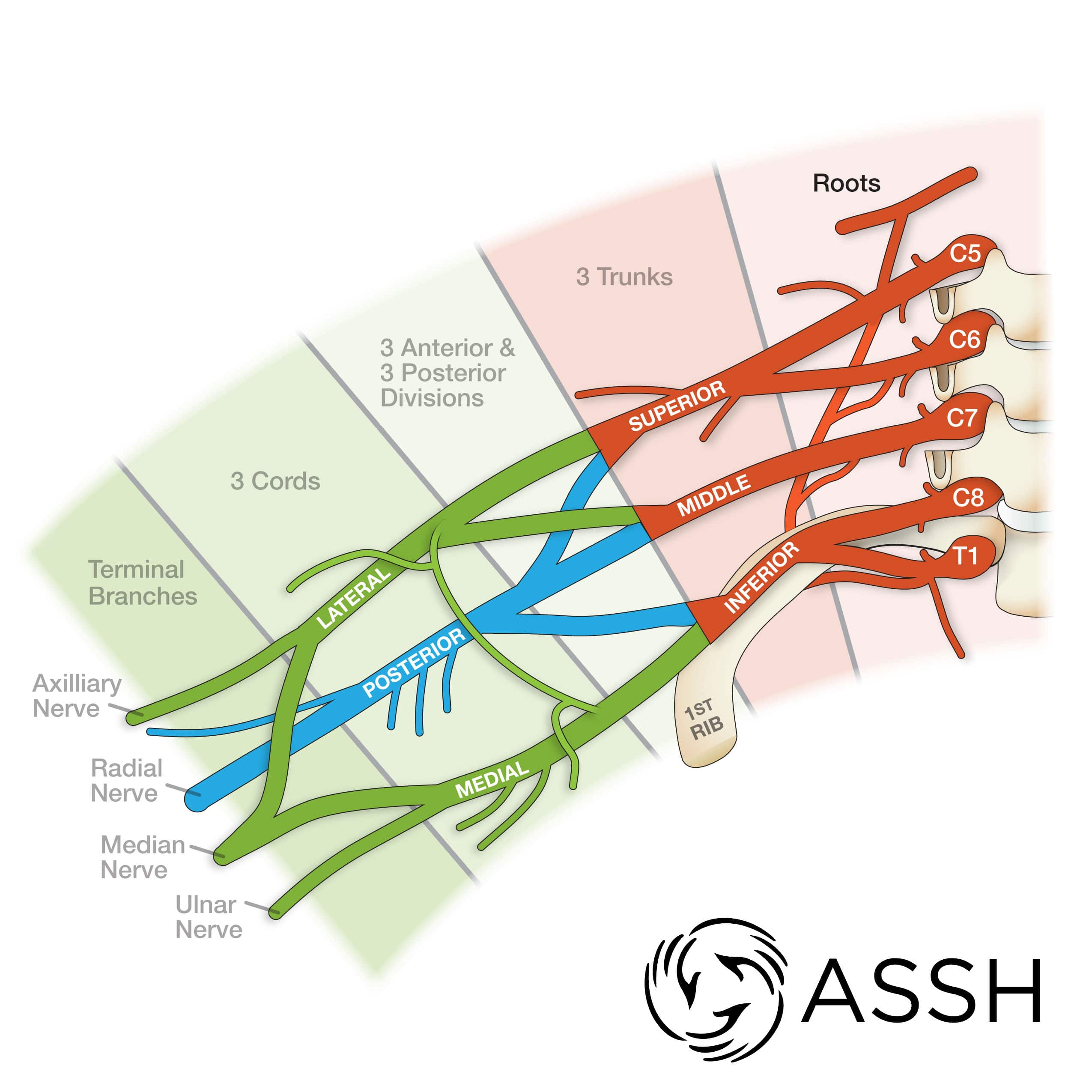 Upper Limb - Neurovasculature 