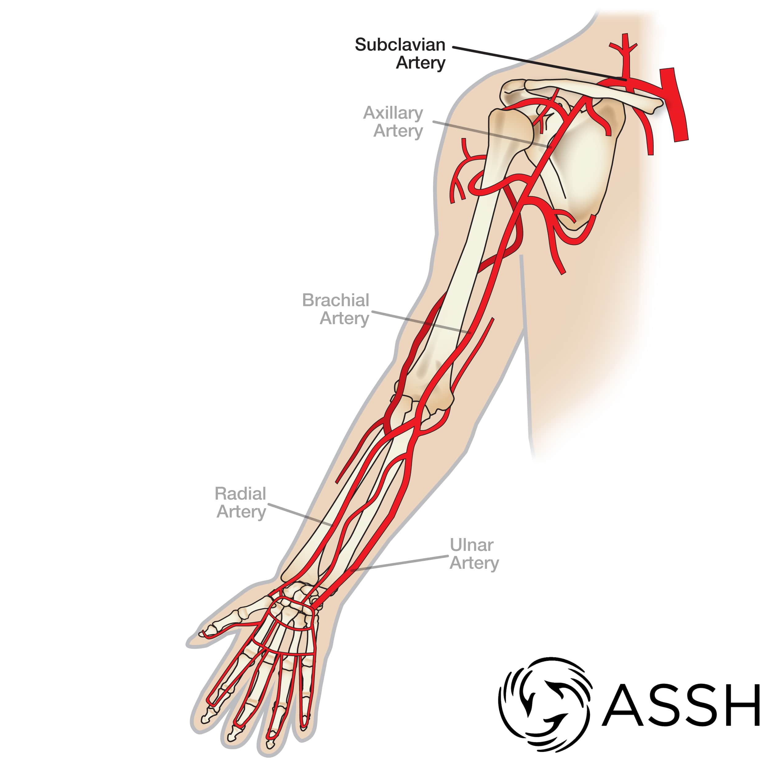 arteries and veins of the body