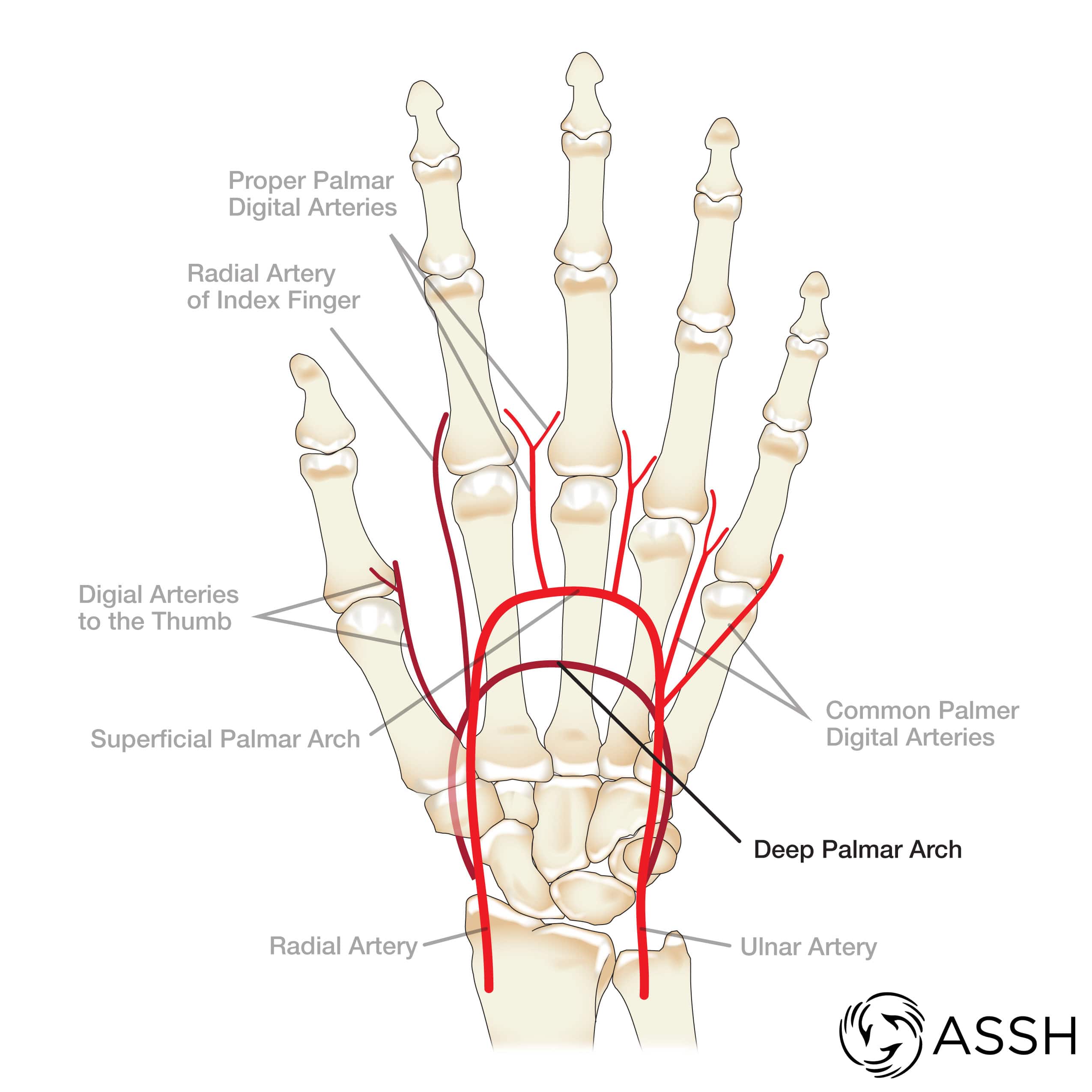 Body Anatomy Upper Extremity Vessels The Hand Society