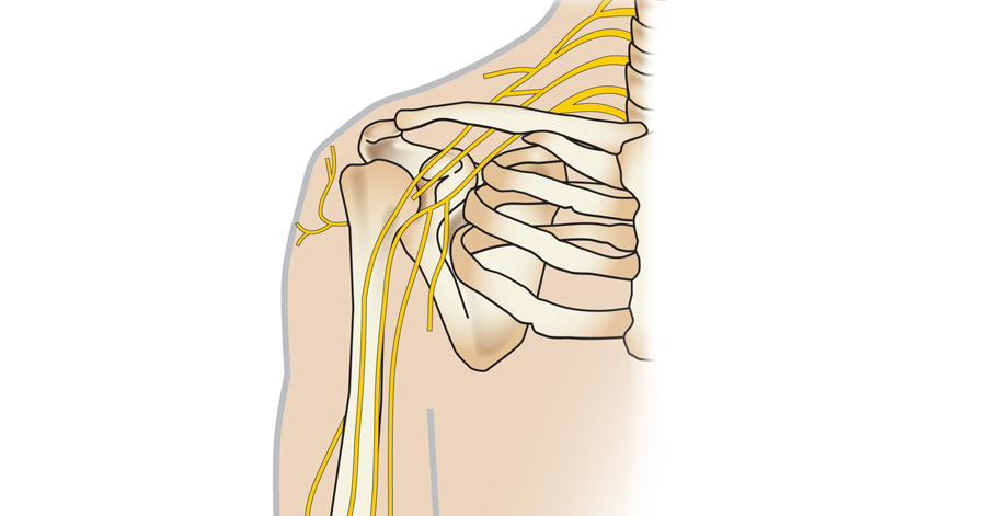 Nerves of the arm