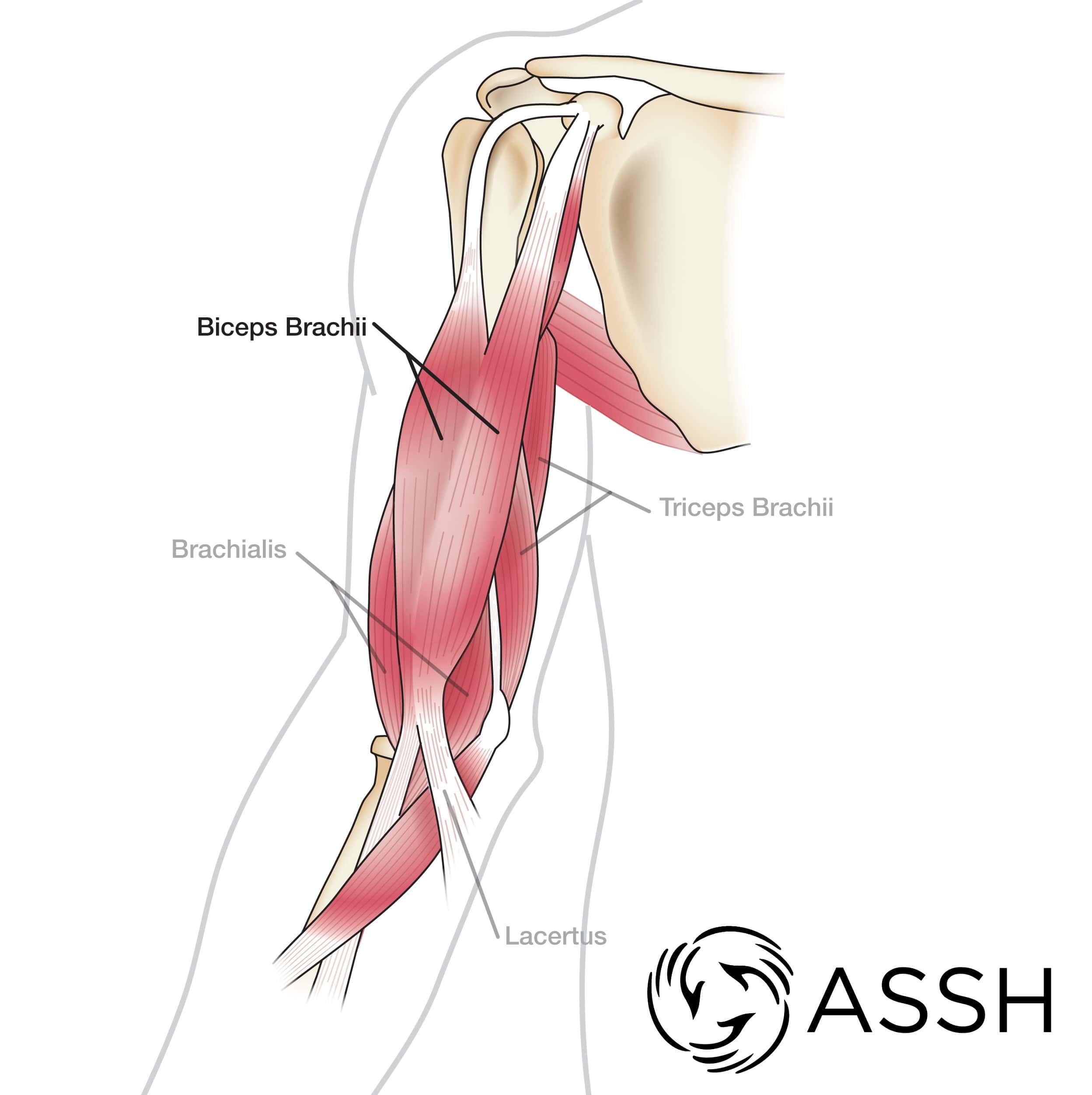 Arm Muscles Map - The upper arm is located between the ...