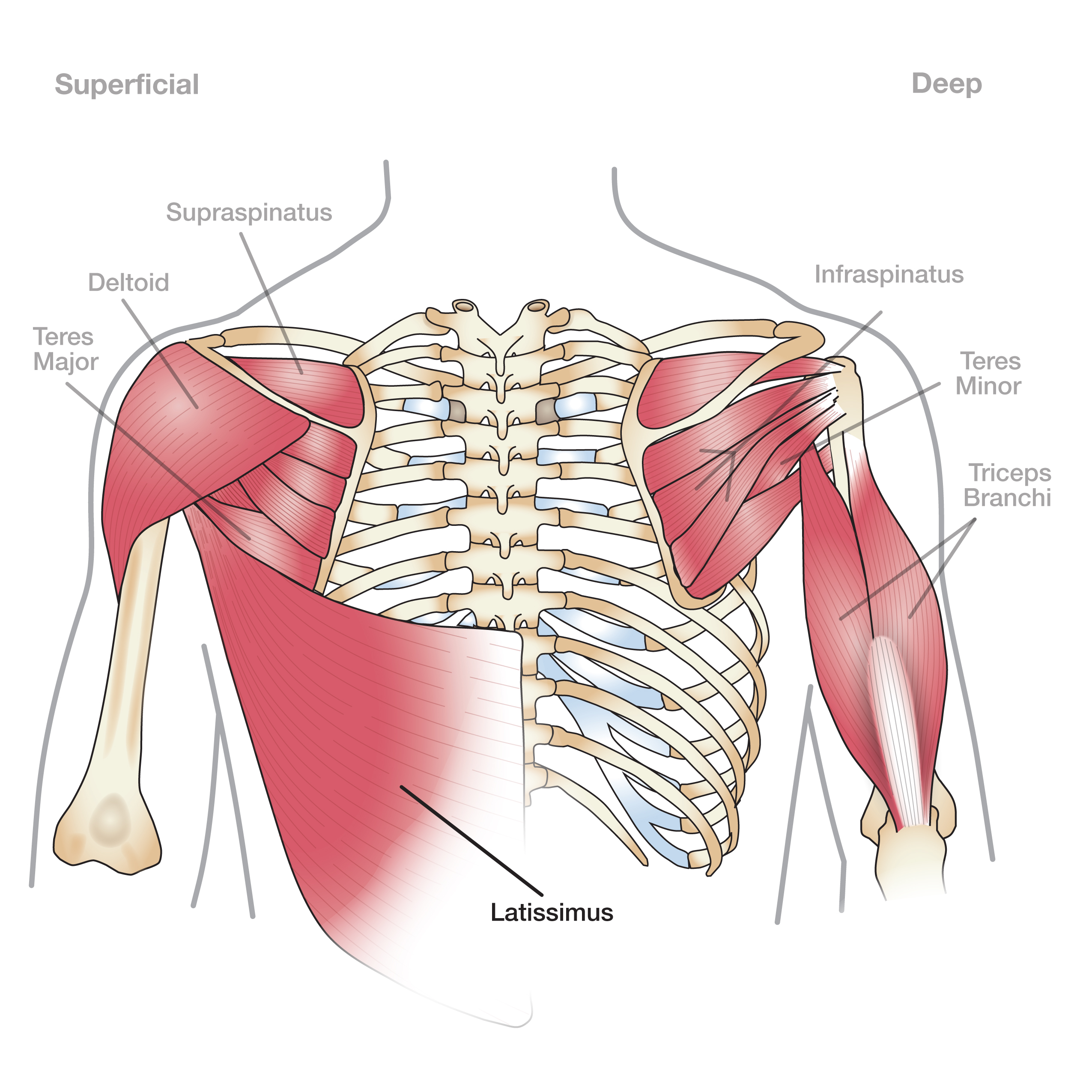 shoulder muscles anatomy