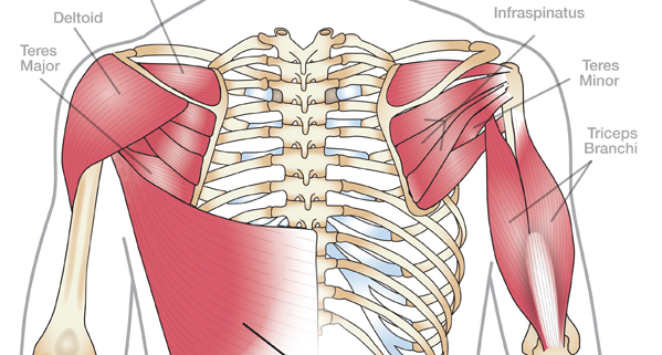 shoulder abduction muscles