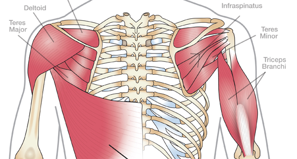 shoulder flexion muscles