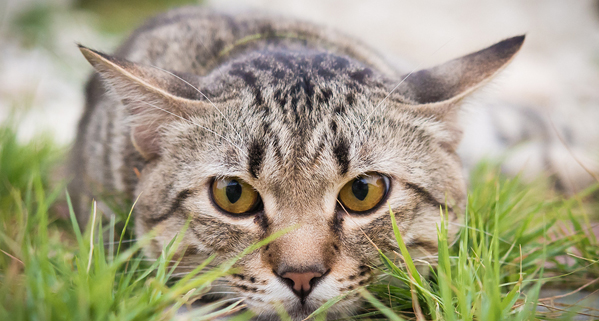 why does dog nibble on cat