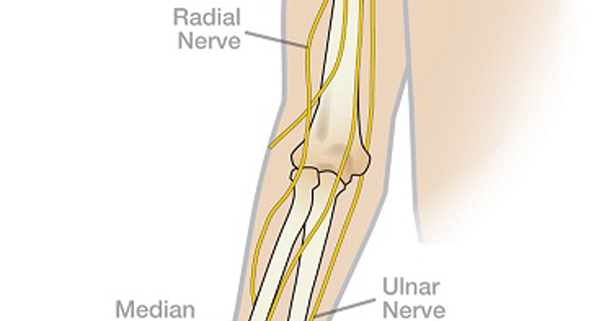 upper limb nerves