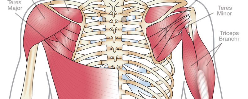 Scapula anatomy: location, parts, joints, muscles