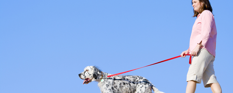 how do you treat a dog burn on a leash