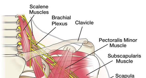 brachial plexus diagram