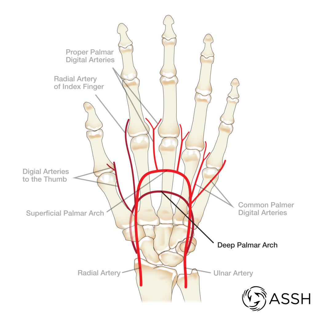 Anatomy 101: Arteries of the Hand