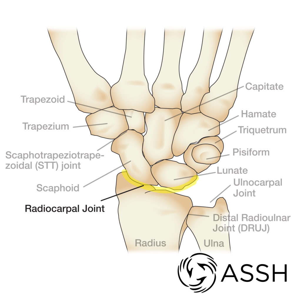 Anatomy 101: The Rotator Cuff