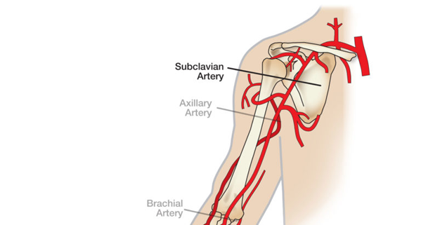 axillary artery and brachial artery